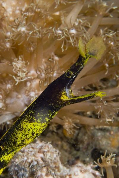 Indonesia, Sulawesi Island A ribbon eel